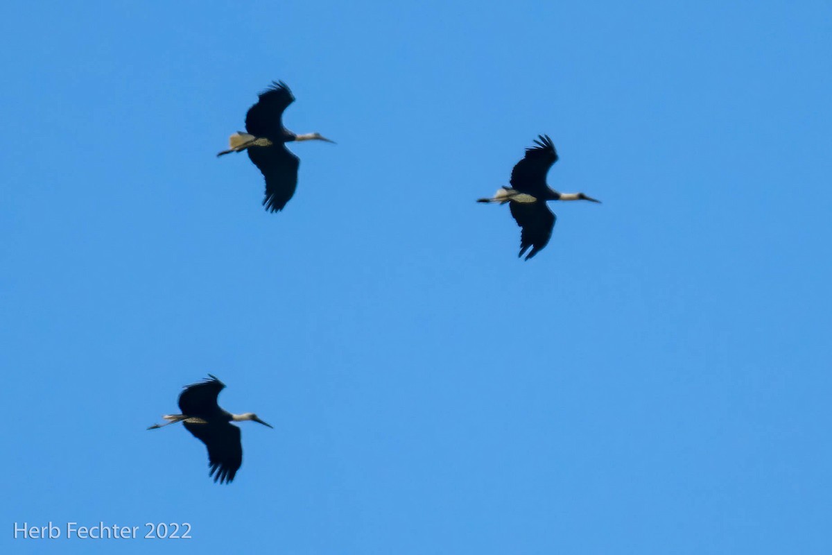 African Woolly-necked Stork - ML566608631