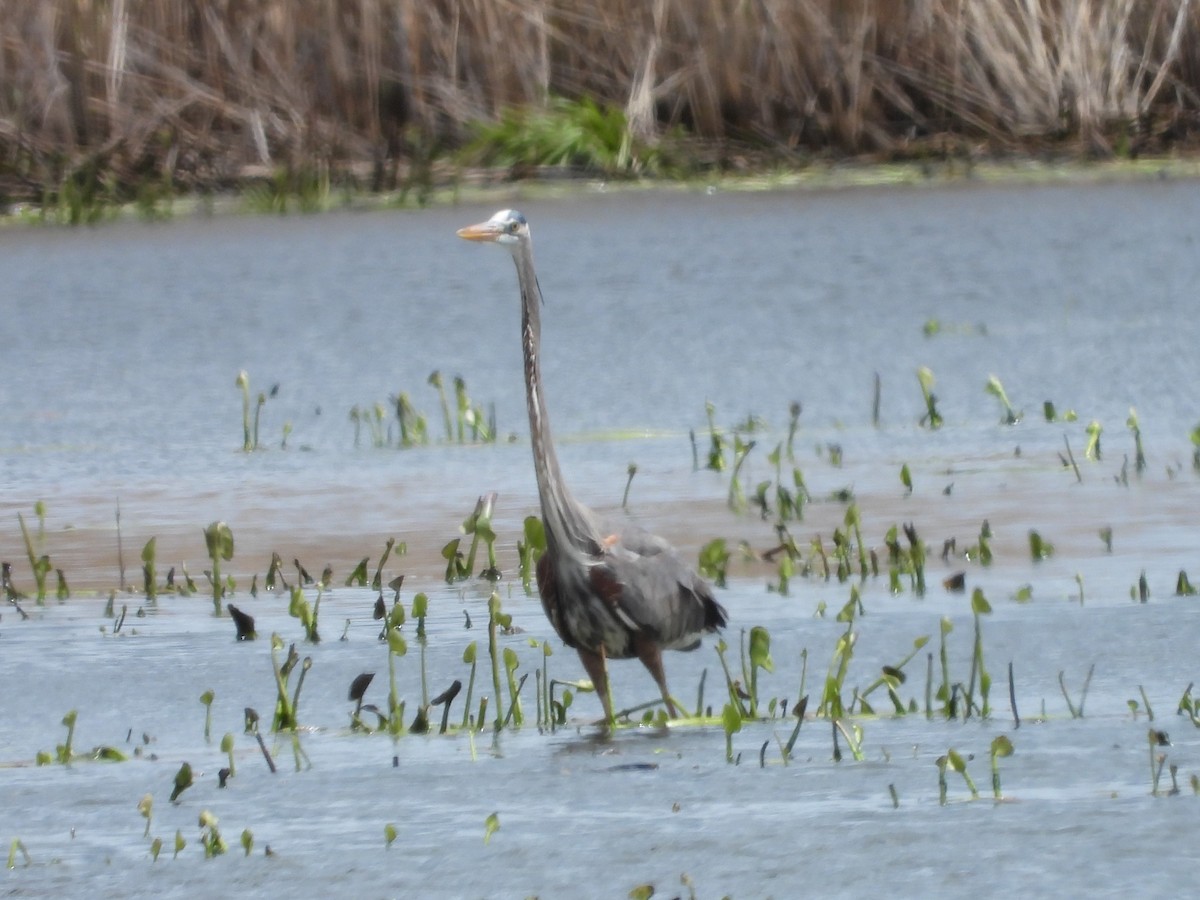 Great Blue Heron - Brenda Aburto