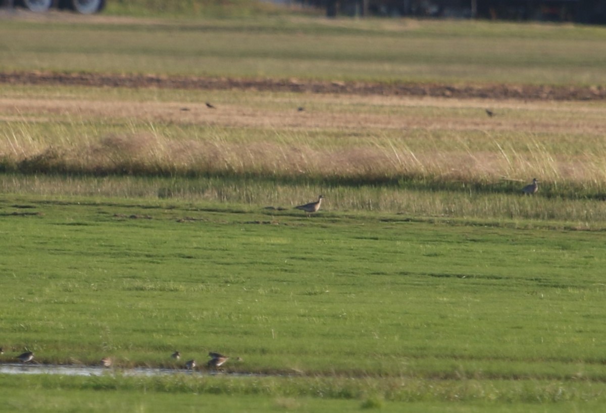 bartramie dlouhoocasá - ML566611041