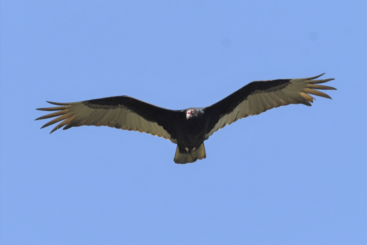 Turkey Vulture - ML566612501