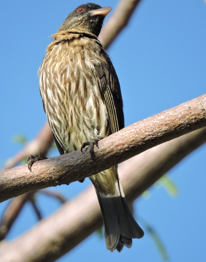 Palmchat - Andres  Otero Enciso