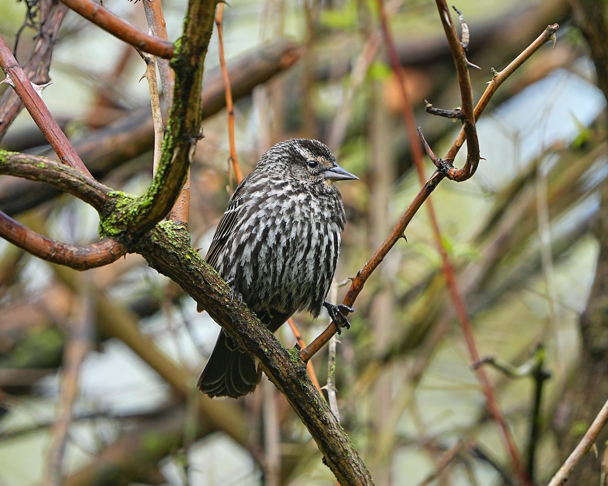 Red-winged Blackbird - ML566614991