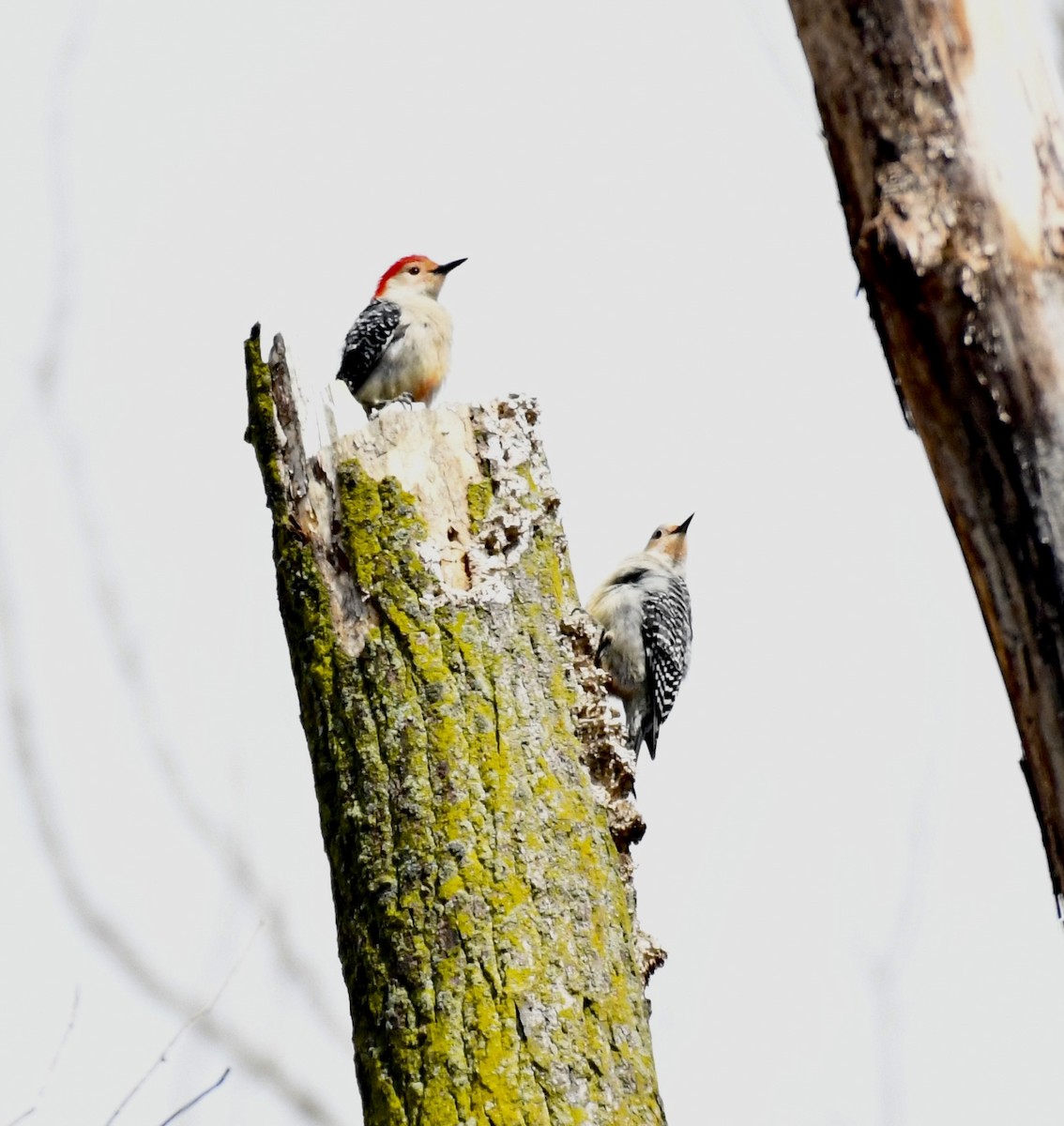 Red-bellied Woodpecker - Suzanne Zuckerman