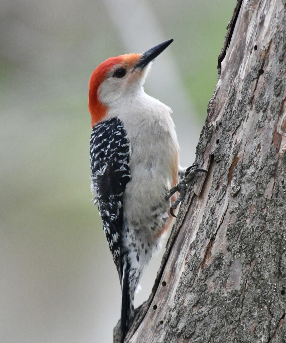 Red-bellied Woodpecker - Suzanne Zuckerman