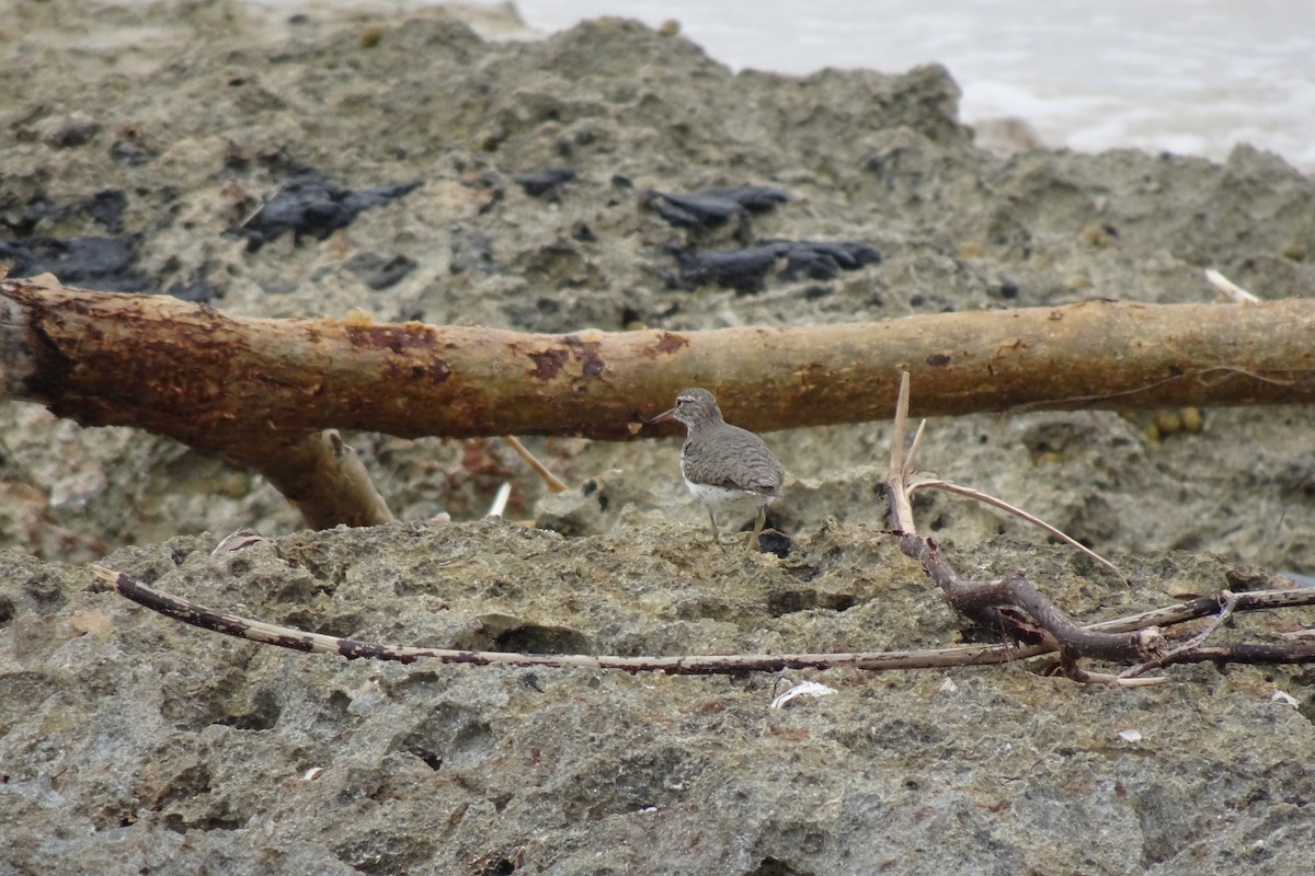 Spotted Sandpiper - ML566617731