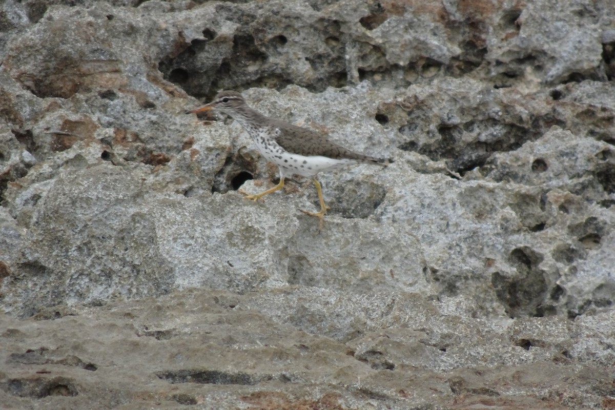 Spotted Sandpiper - ML566617741