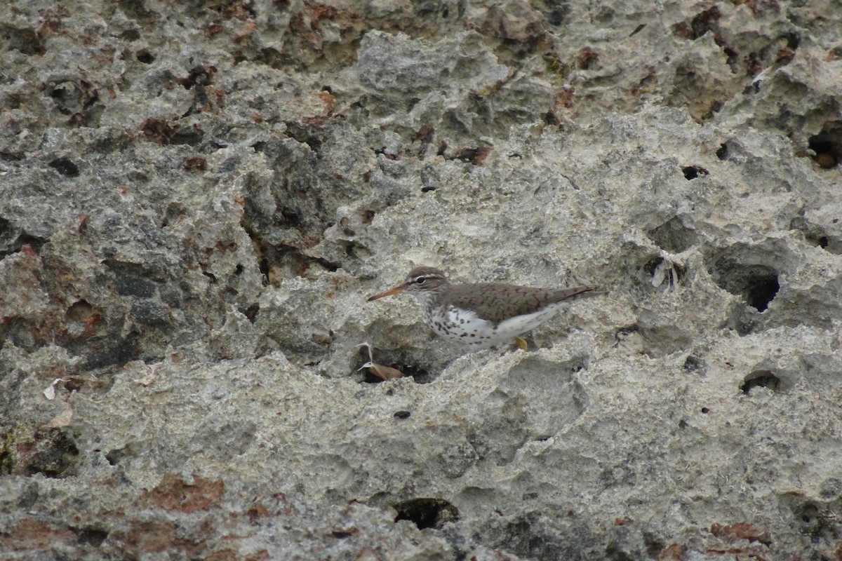 Spotted Sandpiper - ML566617771