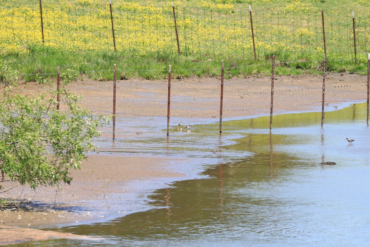 Wilson's Phalarope - ML566618491