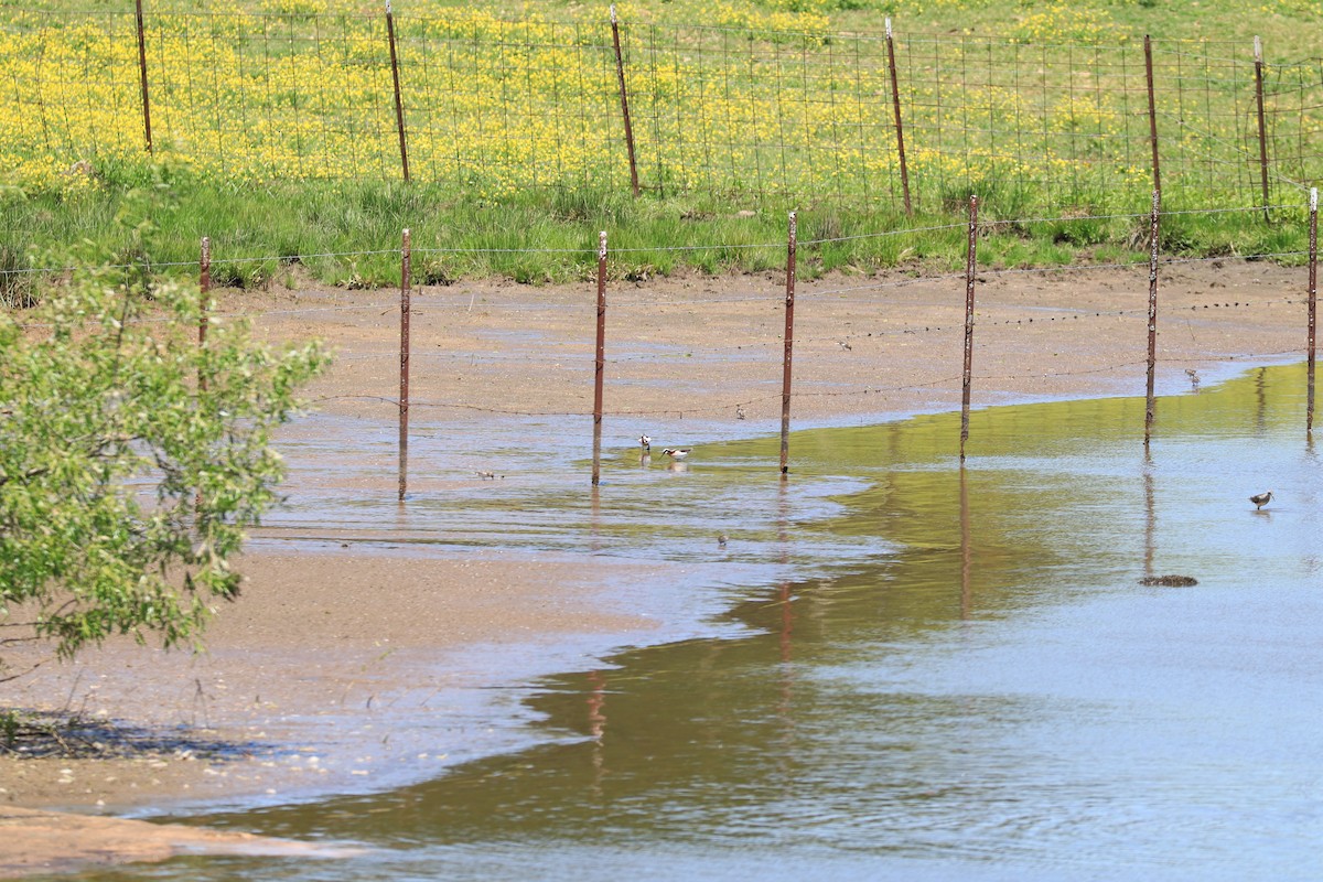 Wilson's Phalarope - ML566618601