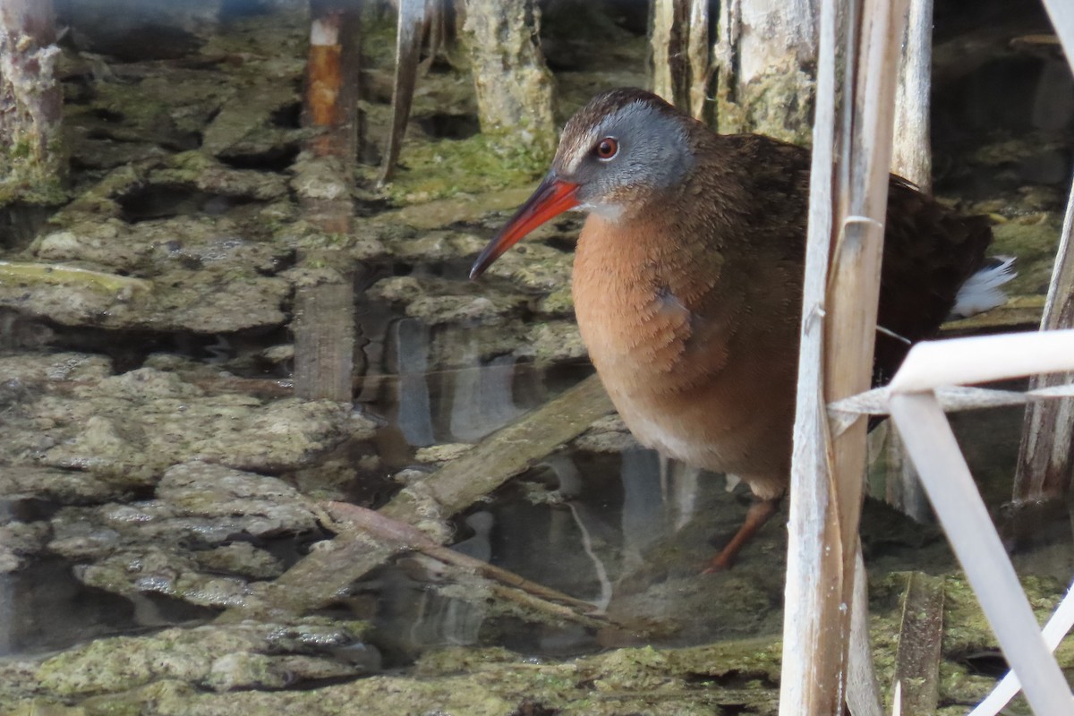 Virginia Rail (Virginia) - ML566619101