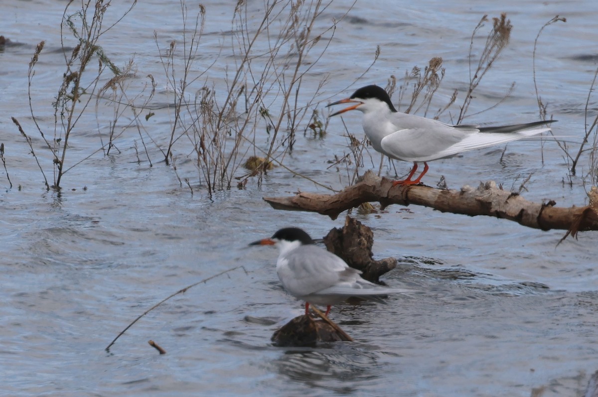 Forster's Tern - Mary Cantrell