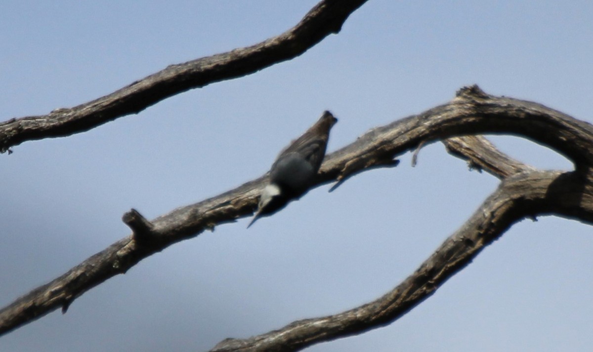 White-breasted Nuthatch (Interior West) - Adair Bock