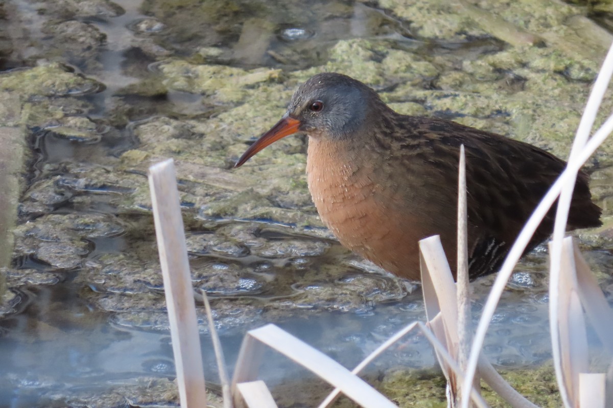 Virginia Rail (Virginia) - ML566619941