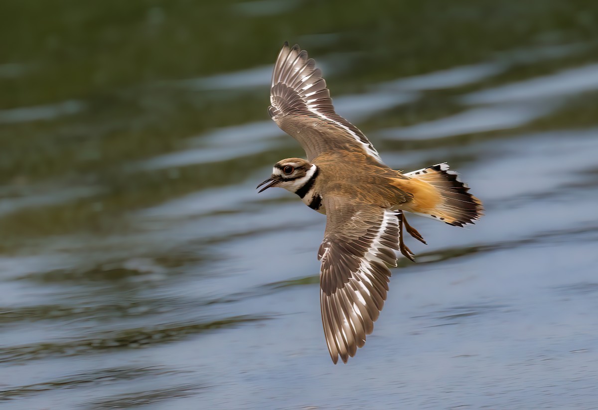 Killdeer - ML566620041