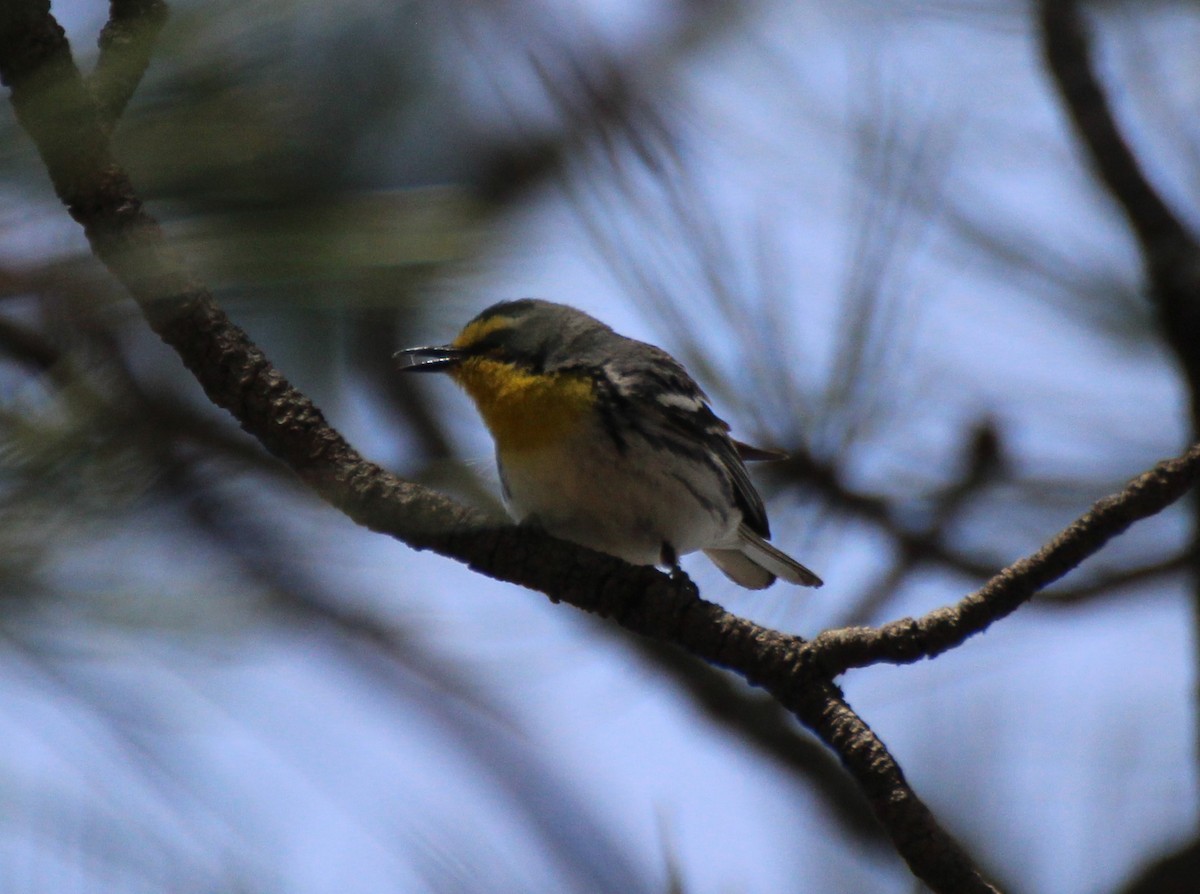 Grace's Warbler - Adair Bock