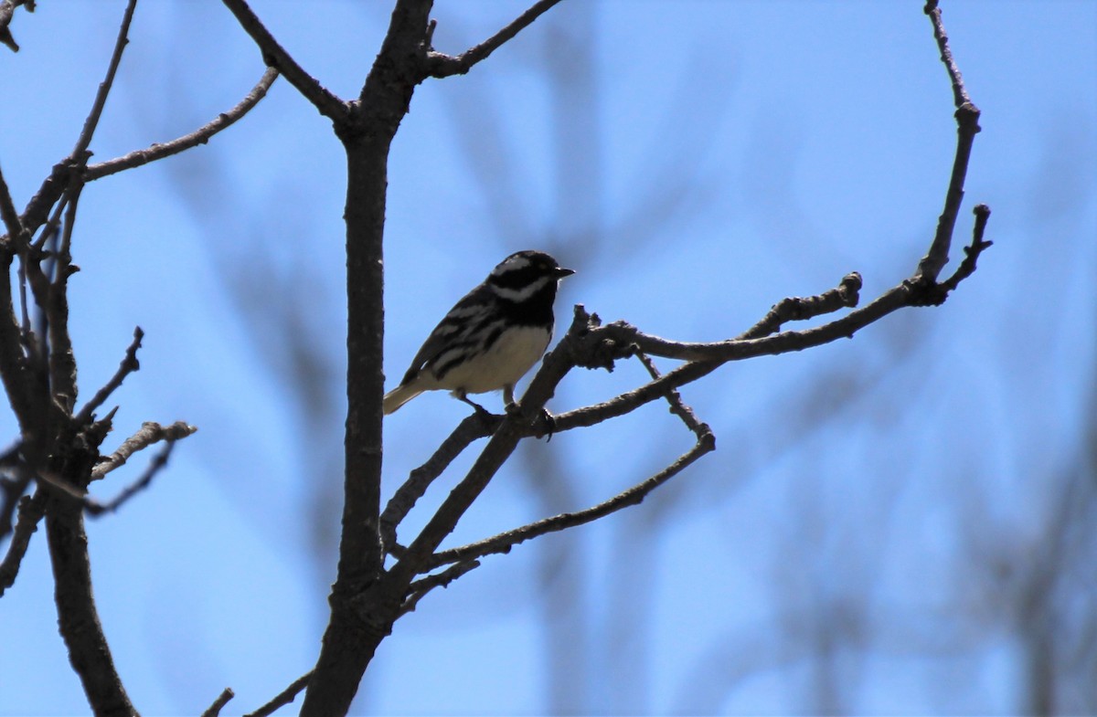 Black-throated Gray Warbler - ML566620261