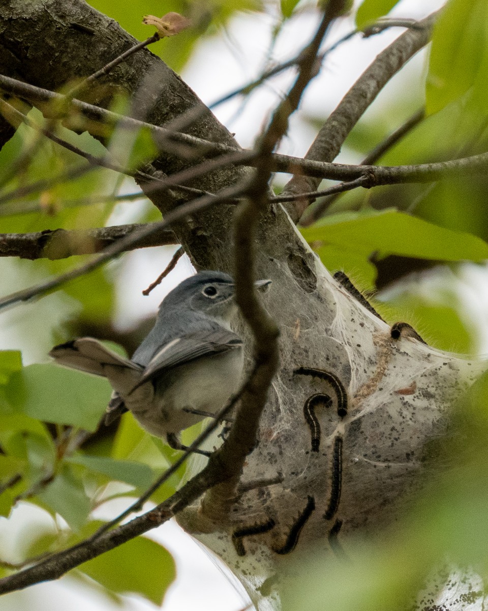 Gobemoucheron gris-bleu - ML566620611