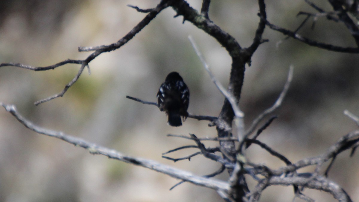 Spotted Towhee - Adair Bock