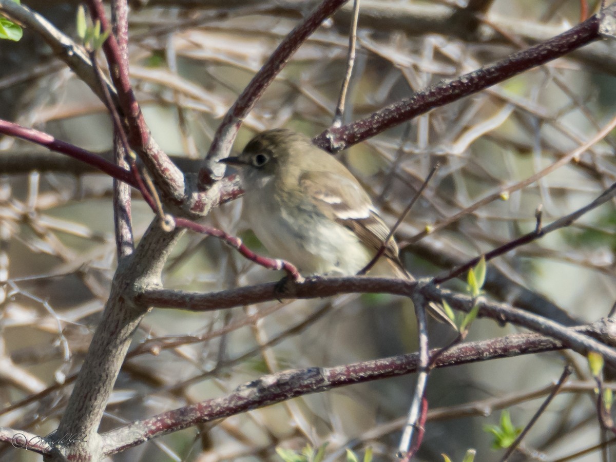 Least Flycatcher - Larry York