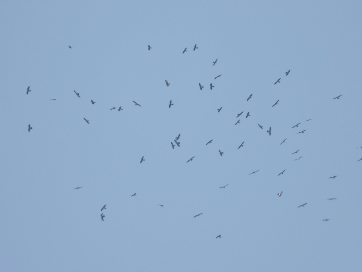 Mississippi Kite - ML566622131