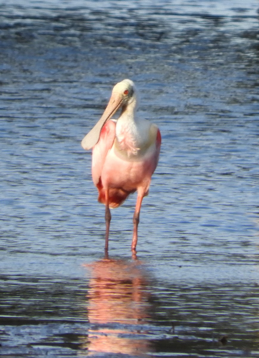 Roseate Spoonbill - ML566622281