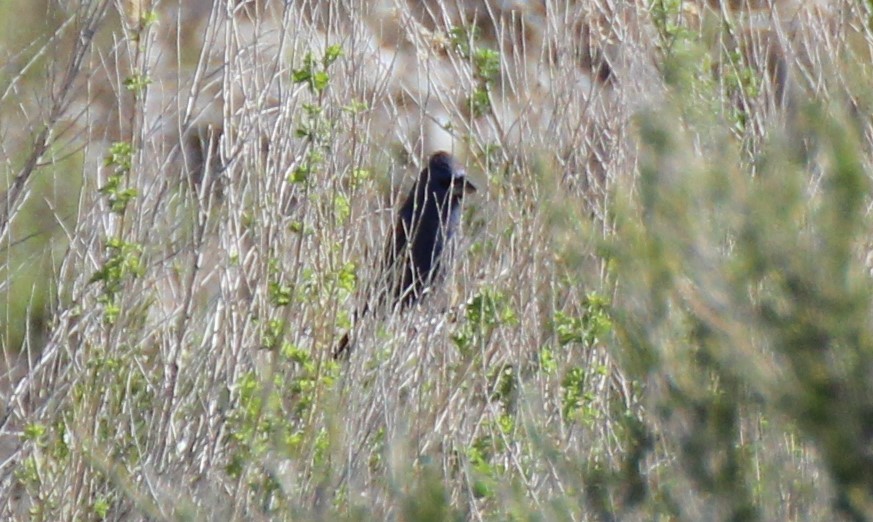 Blue Grosbeak - ML566622591