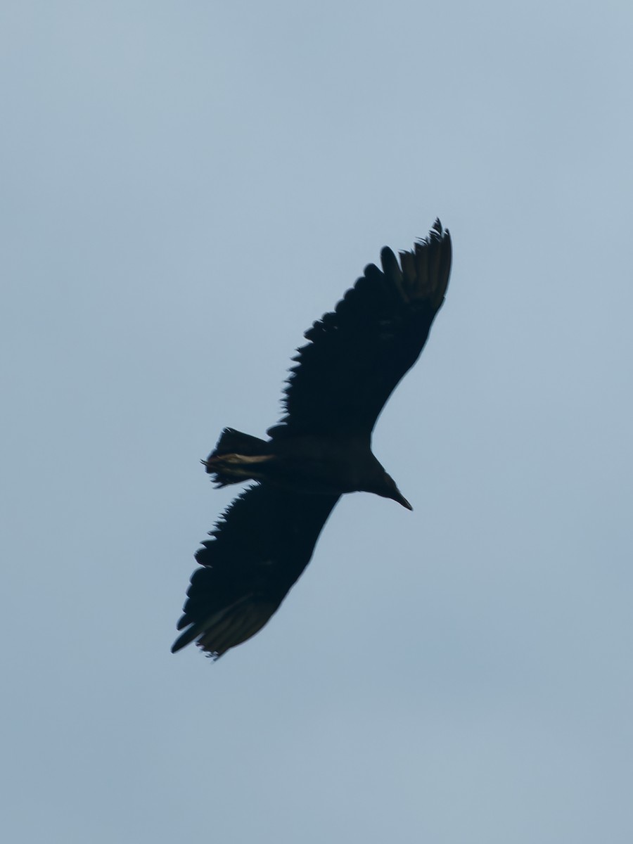 Black Vulture - ML566622691