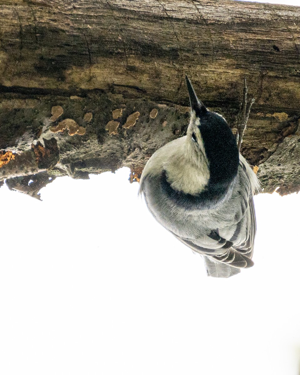 White-breasted Nuthatch - Peter Rosario