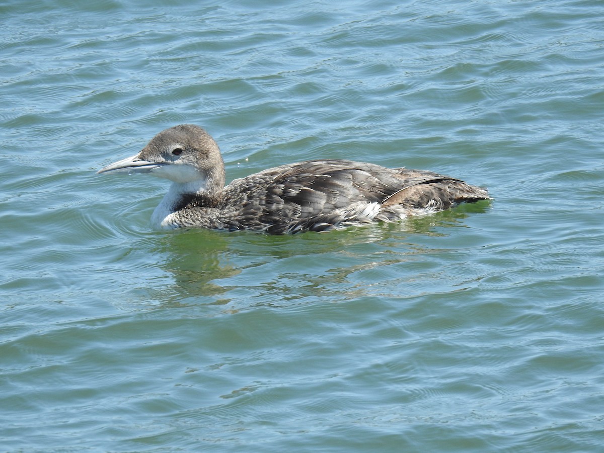 Plongeon huard - ML566623061