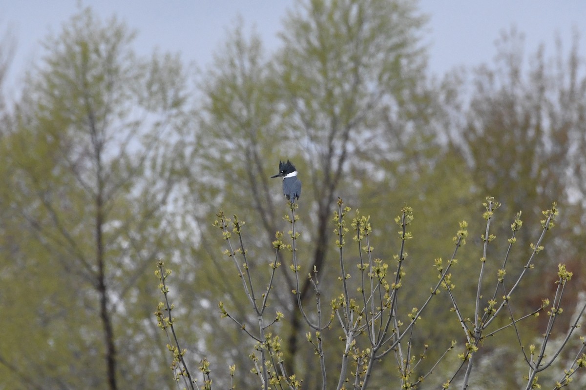 Belted Kingfisher - ML566623131