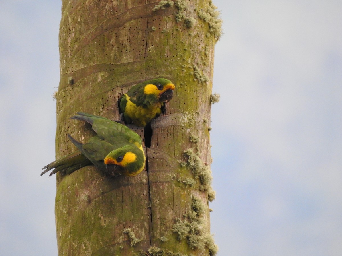 Yellow-eared Parrot - ML566623521