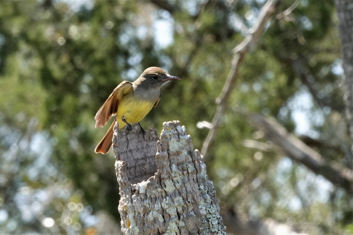 Great Crested Flycatcher - ML566623771