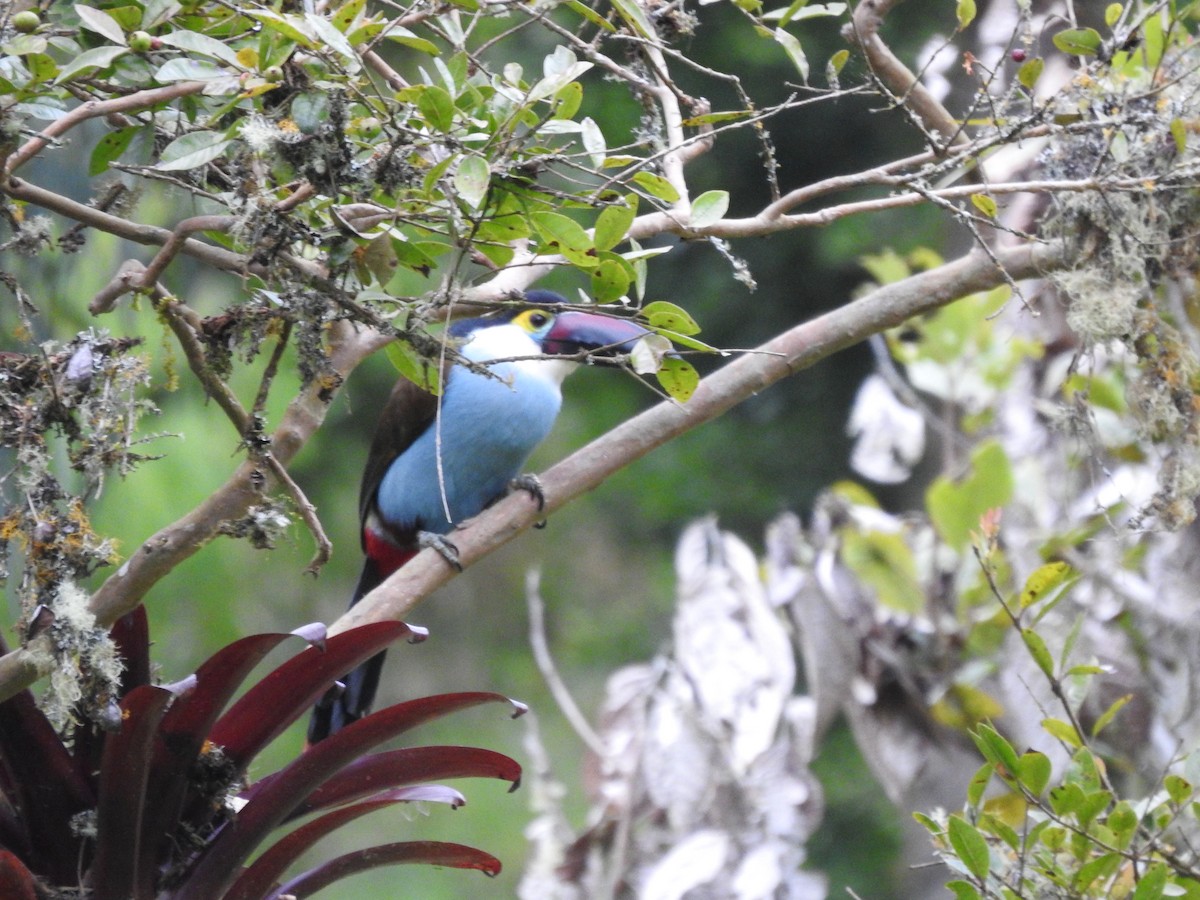 Black-billed Mountain-Toucan - ML566624091