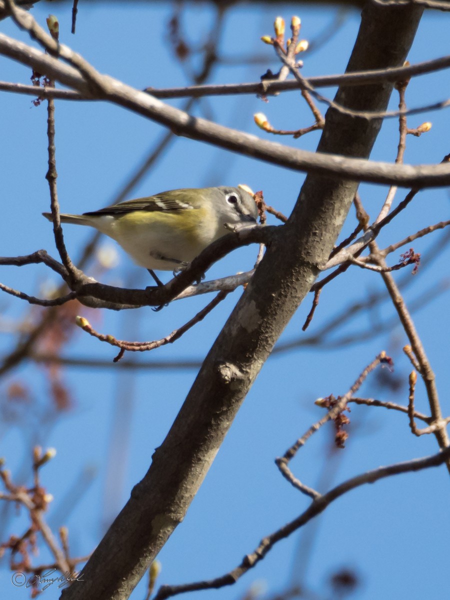 Blue-headed Vireo - ML56662431