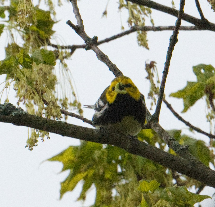 Black-throated Green Warbler - ML566624651