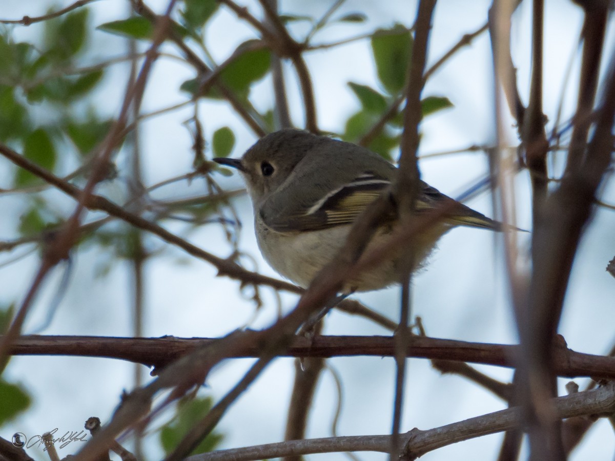 Ruby-crowned Kinglet - ML56662571