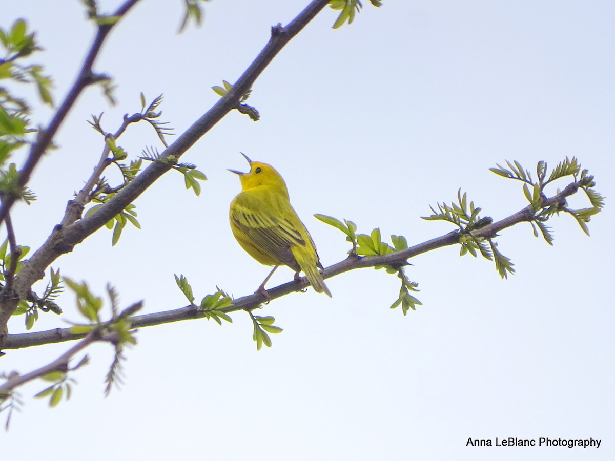 Yellow Warbler - ML566625931