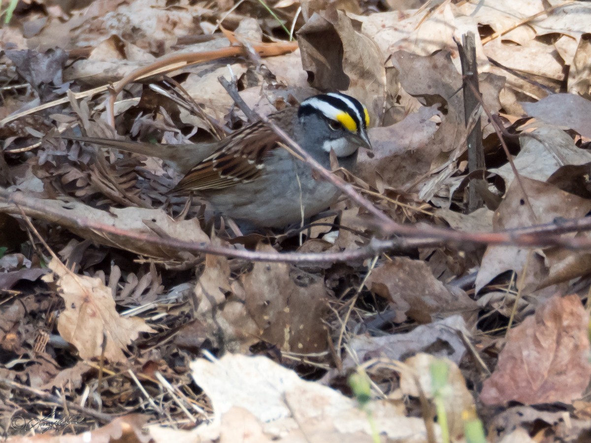 White-throated Sparrow - ML56662781