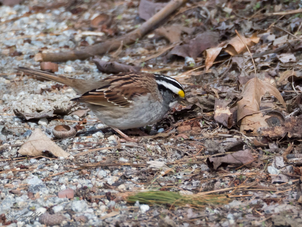 White-throated Sparrow - Larry York