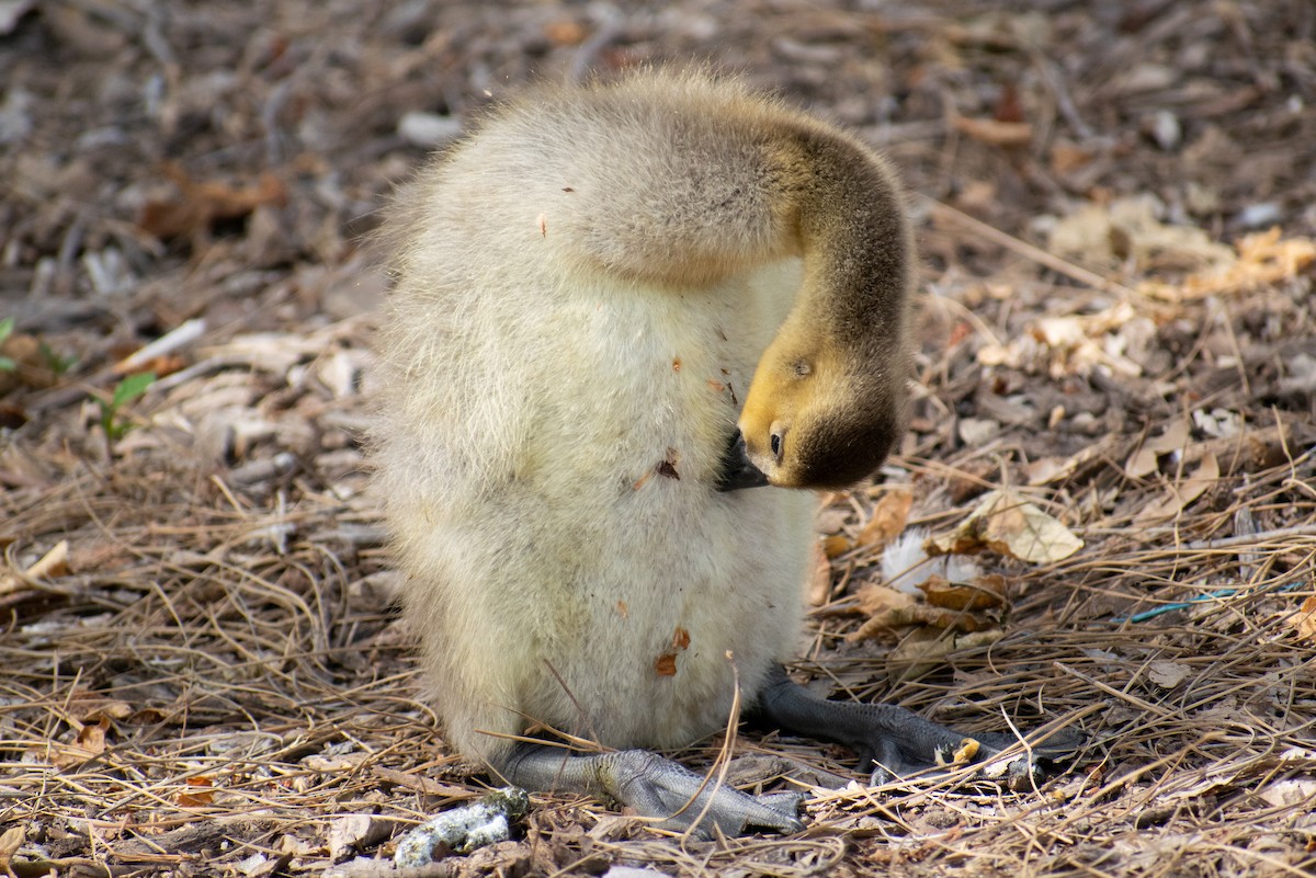 Canada Goose - ML566628181