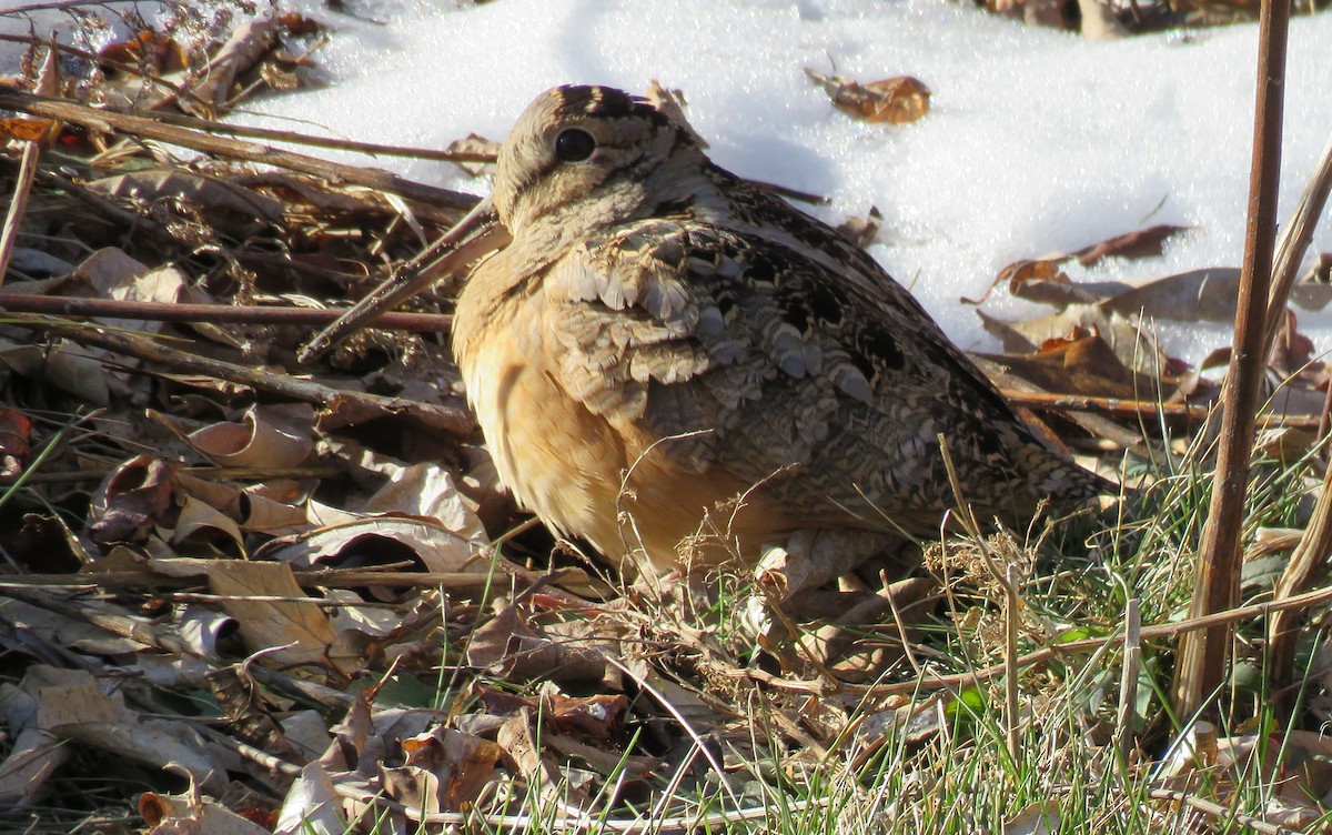 American Woodcock - ML56662871