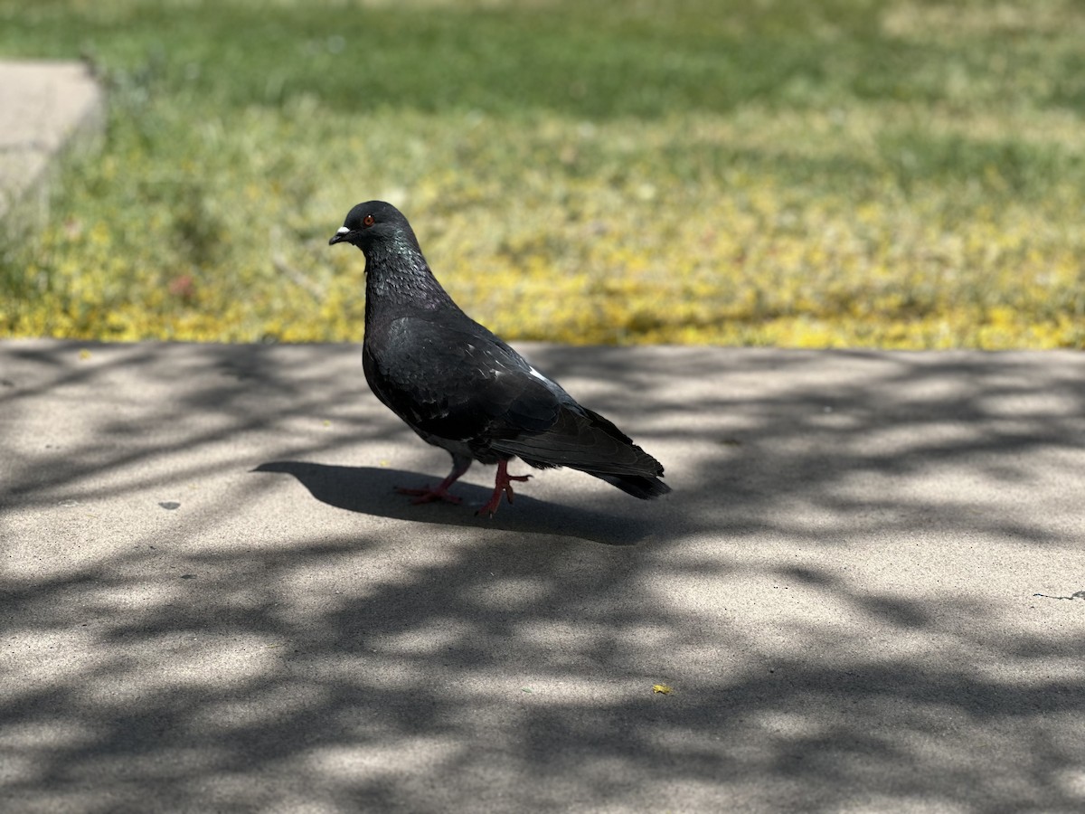 Rock Pigeon (Feral Pigeon) - ML566628881