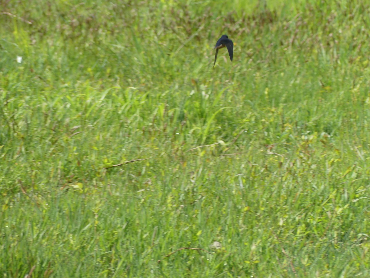 Barn Swallow - ML566629311