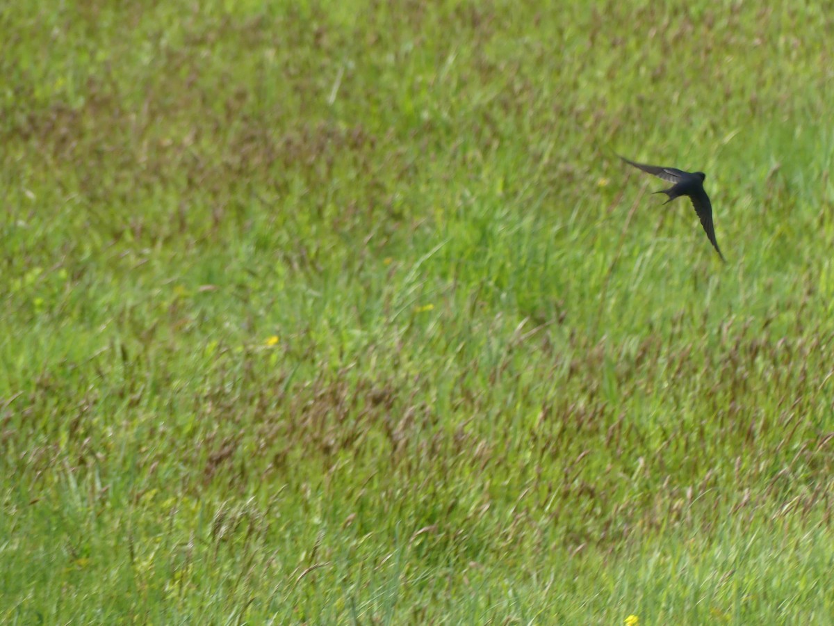 Barn Swallow - ML566629321