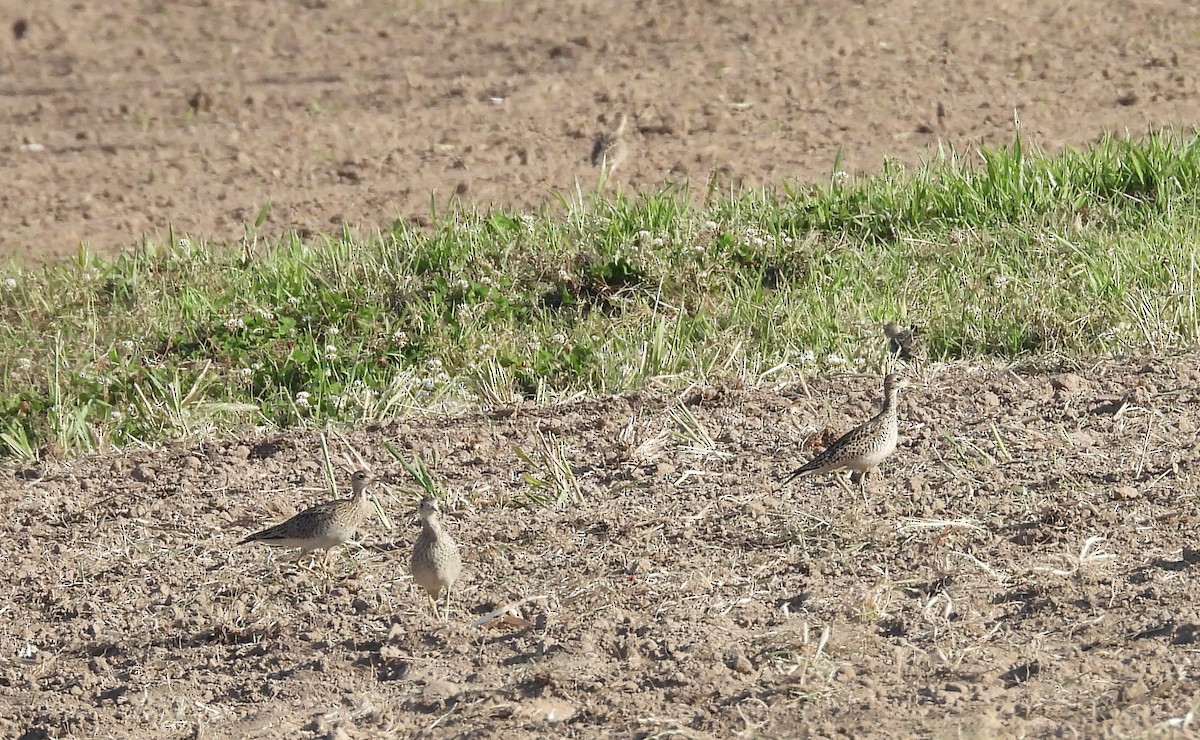 Upland Sandpiper - Michele Giroir