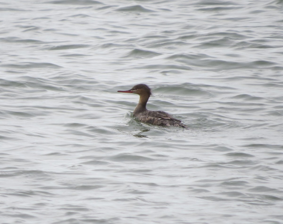 Red-breasted Merganser - ML566630121