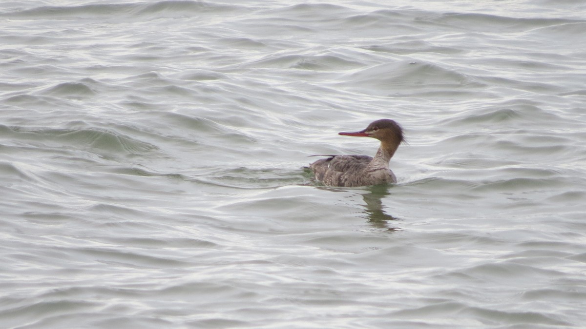 Red-breasted Merganser - ML566630131