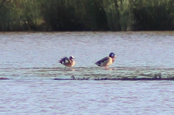 American Wigeon - ML566630241