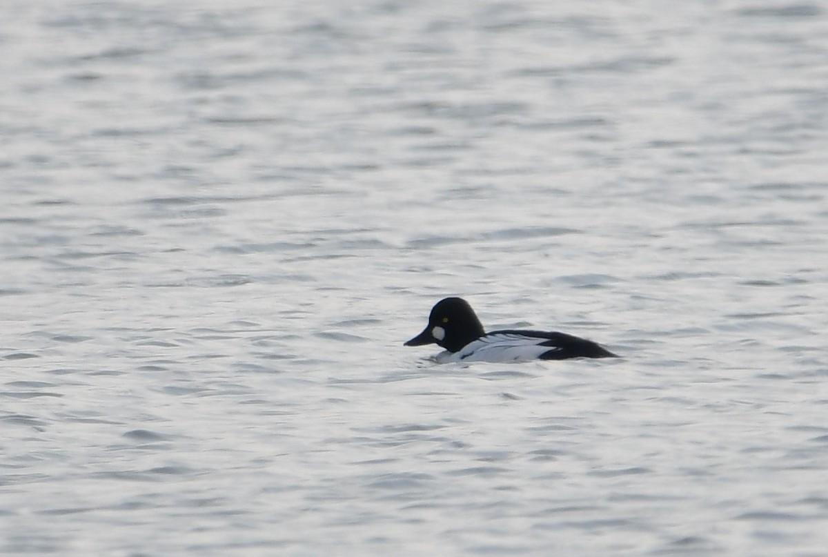 Common Goldeneye - ML566630251