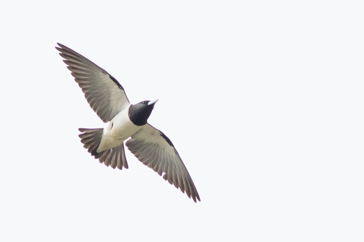 Great Woodswallow - ML566630471